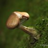 Champignon